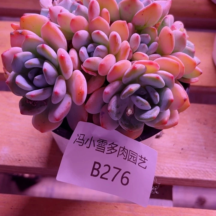 我是第一百个为妖刀应援的阴阳