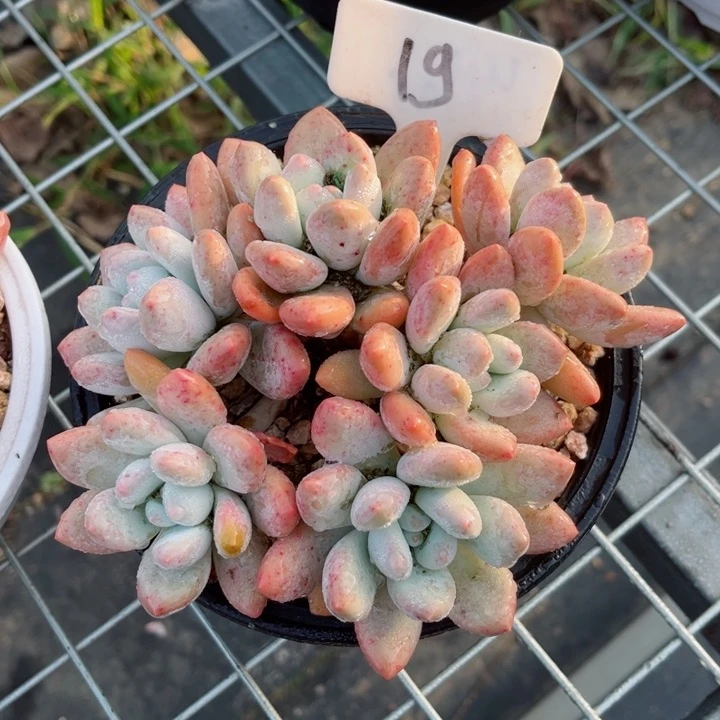 我是第一百个为妖刀应援的阴阳桃花
