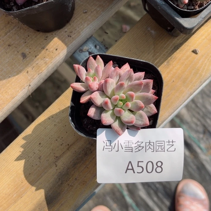 我是第一百个为妖刀