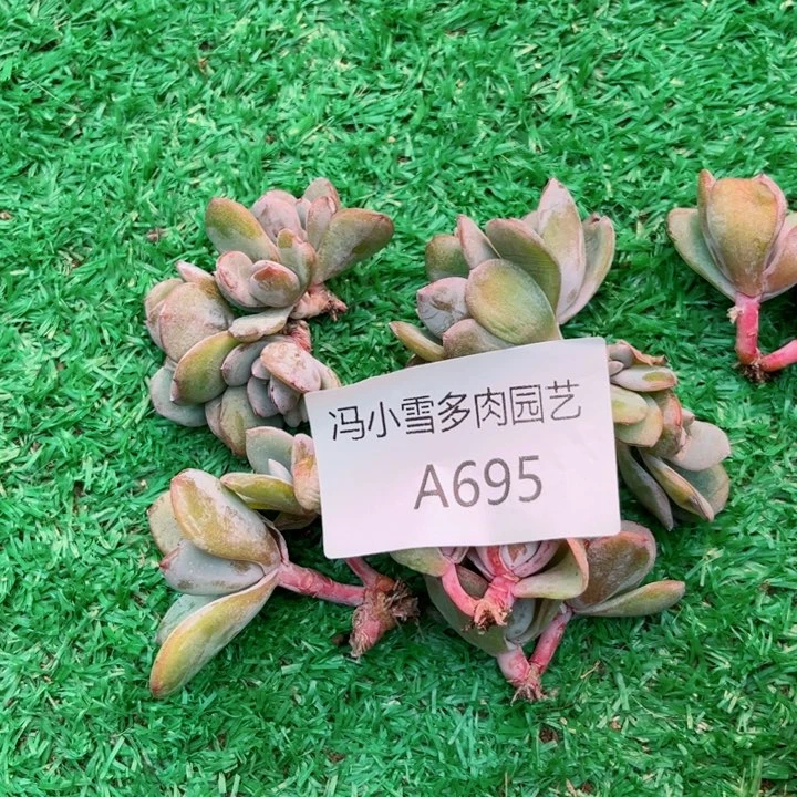 我是第一百个为妖刀w w