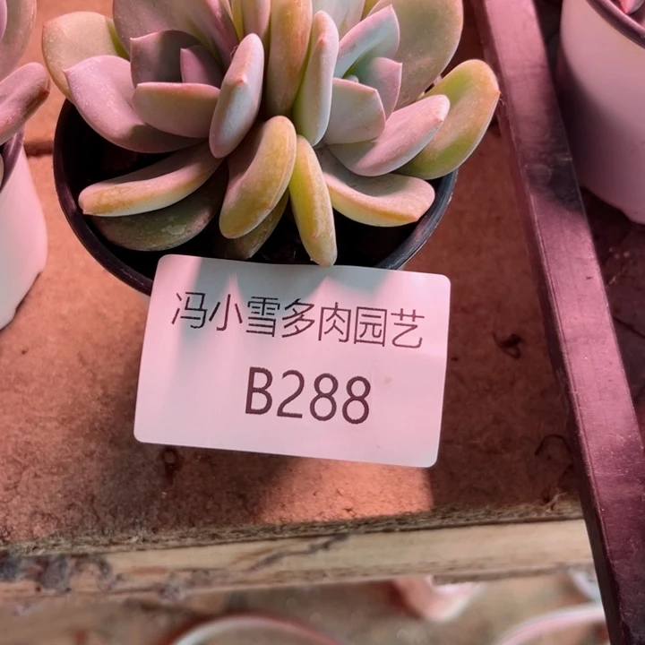 我是第一百个为妖刀应援滴打