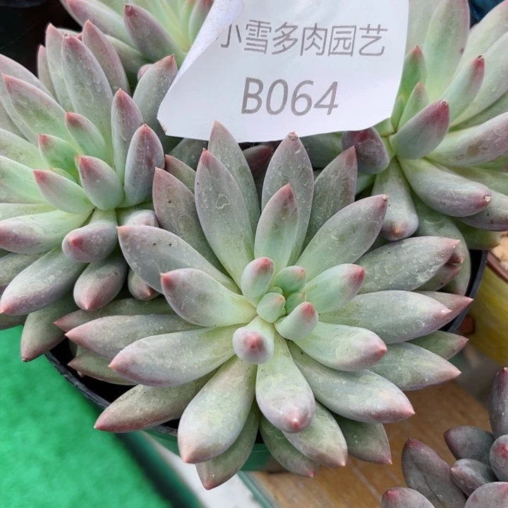 我是第一百个为妖刀应援的阴阳