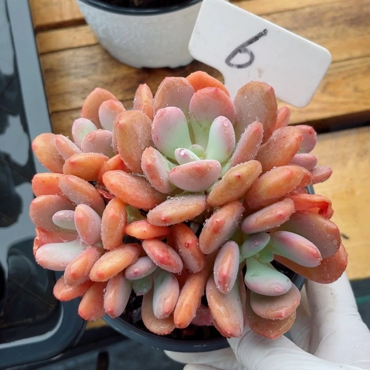 我是第一百个为妖刀应援的阴阳