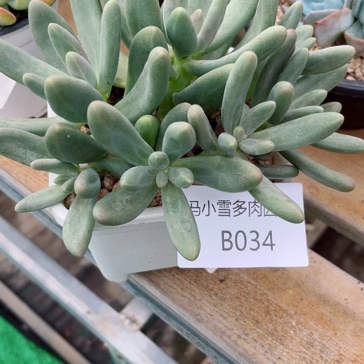 我是第一百个为妖刀应援的阴阳