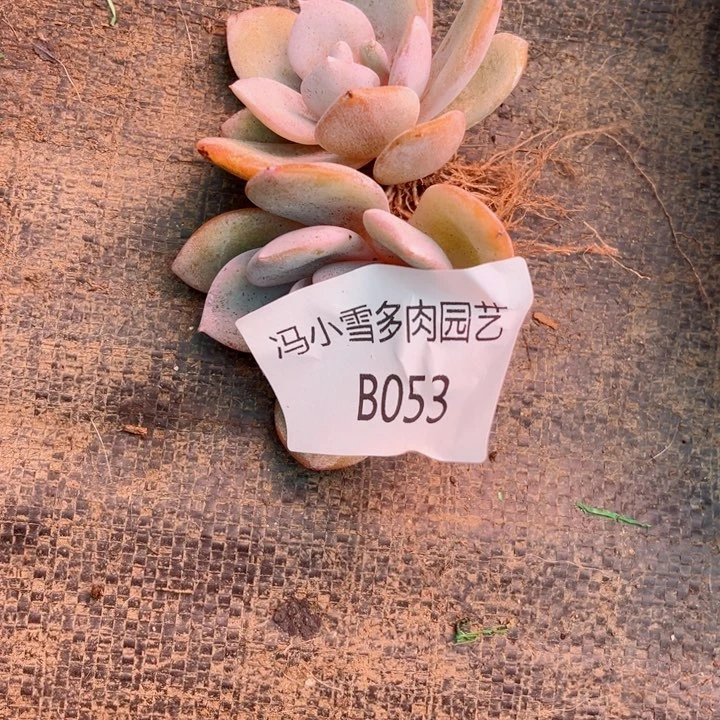 我是第一百个为妖姬应援