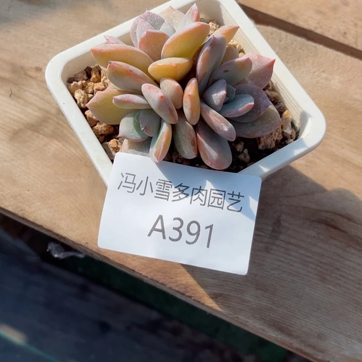 我是第一百个为妖刀应援的阴阳师呢