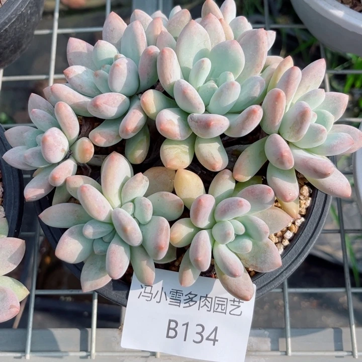 我是第一百个为妖刀应援的