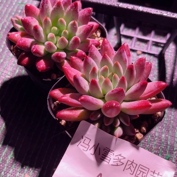 我是第一百个为妖刀应援的阴阳