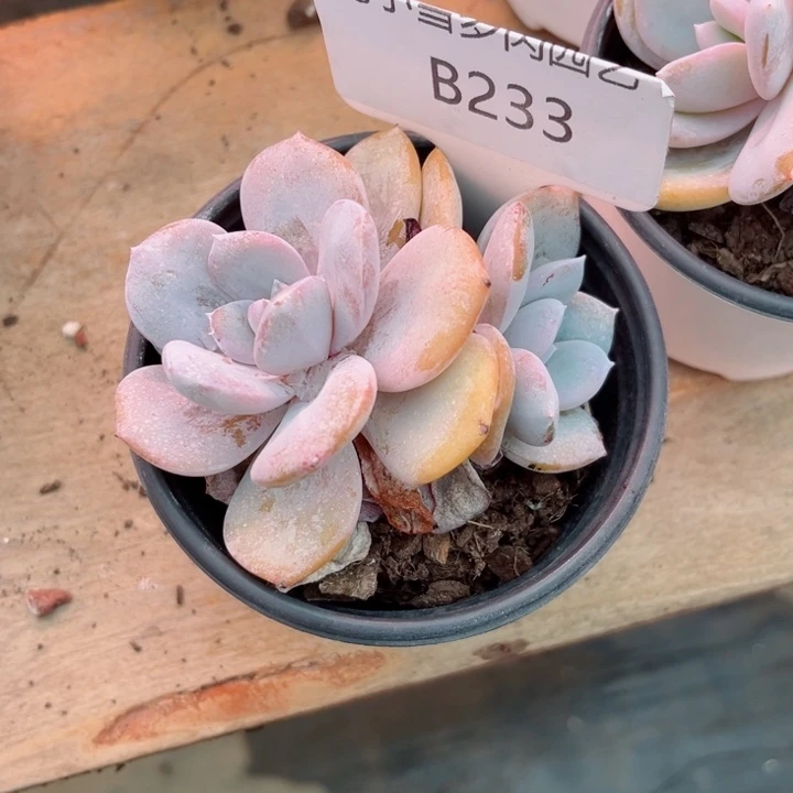 我是第一百个为妖刀应援的阴阳桃花