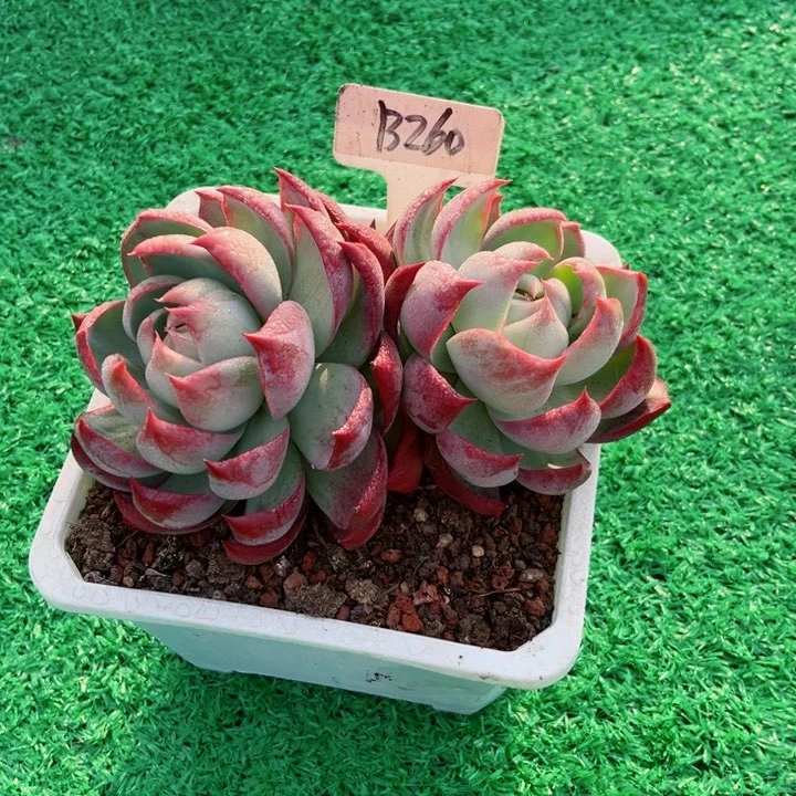 乐*游我是第一百个为妖刀应援的阴阳