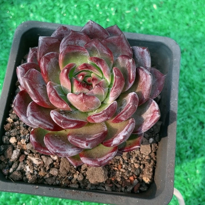 我是第一百个为妖刀应援的阴阳桃花
