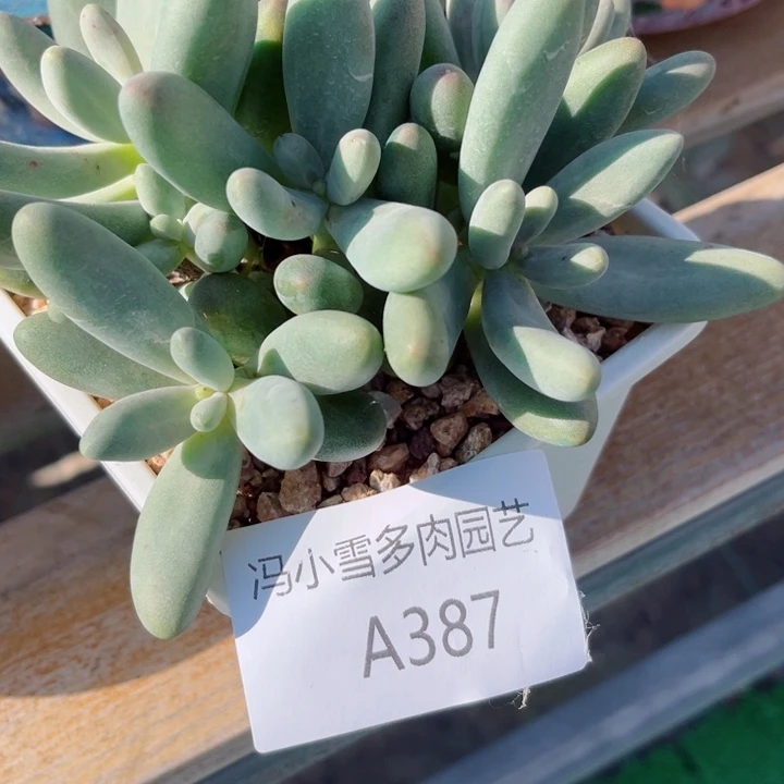 我是第一百个为妖刀应援的阴阳师