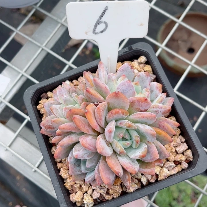 我是第一百个为妖刀应援的阴阳师