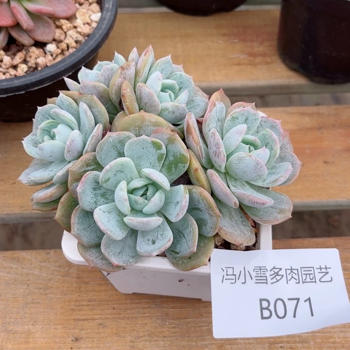 我是第一百个为妖刀应援滴打