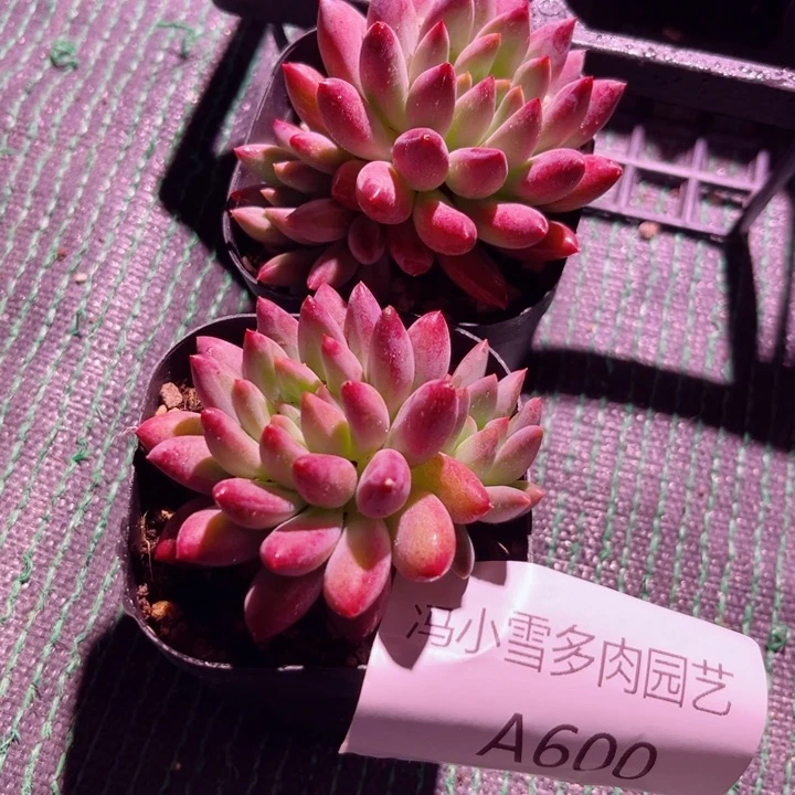我是第一百个为妖刀应援滴