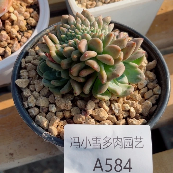 我是第一百个为妖姬应援哒啦哒
