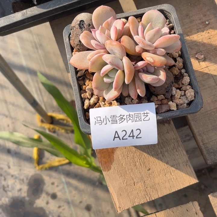 白****N我是第一百个为妖刀应援的阴阳师