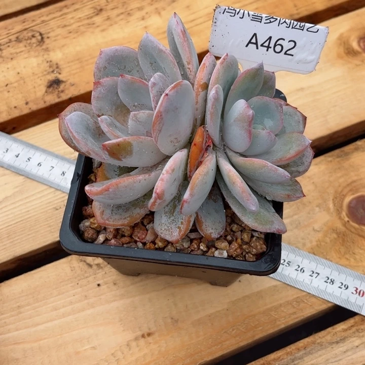 小**?我是第一百个为妖刀应援的阴阳桃花