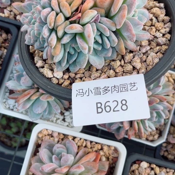 A***.我是第一百个为妖刀应援的阴阳师呢嘻嘻