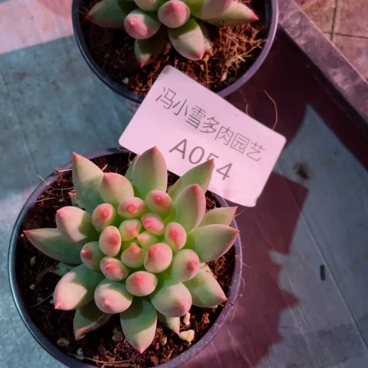 小**学我是第一百个为妖刀应援滴打酱油滴