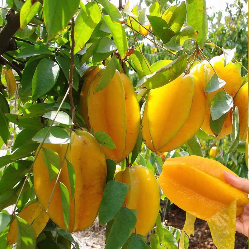 四季甜杨桃嫁接果树苗纯甜不酸带原土杯带叶广西发货