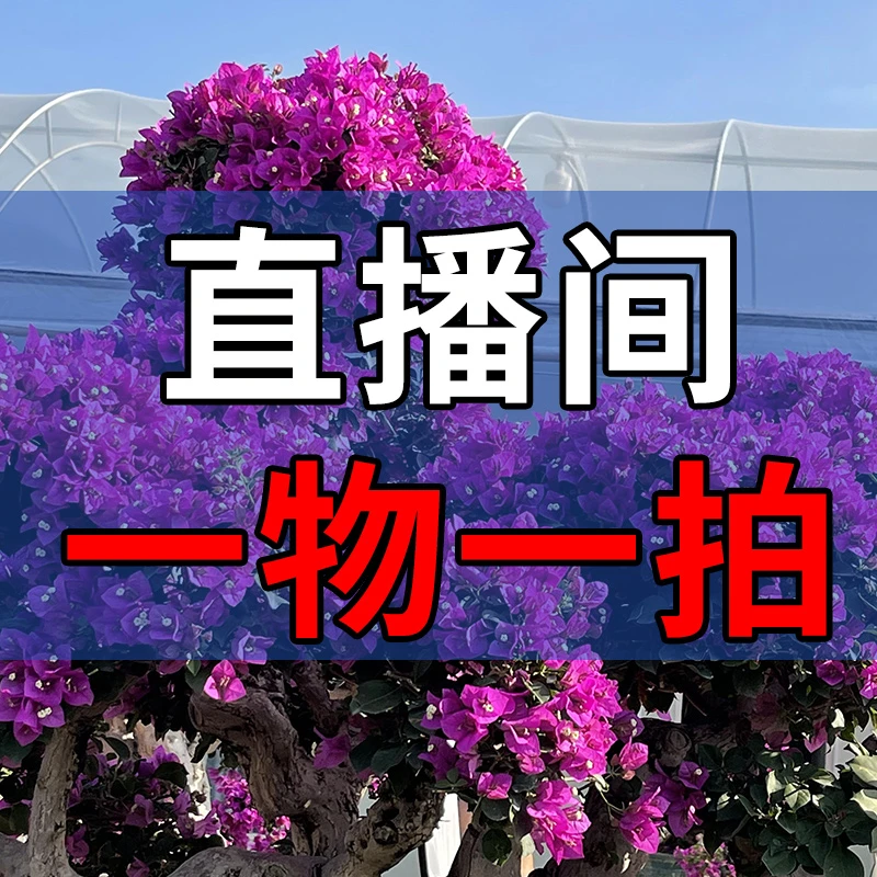 三角梅一物一拍(新疆西藏专拍)