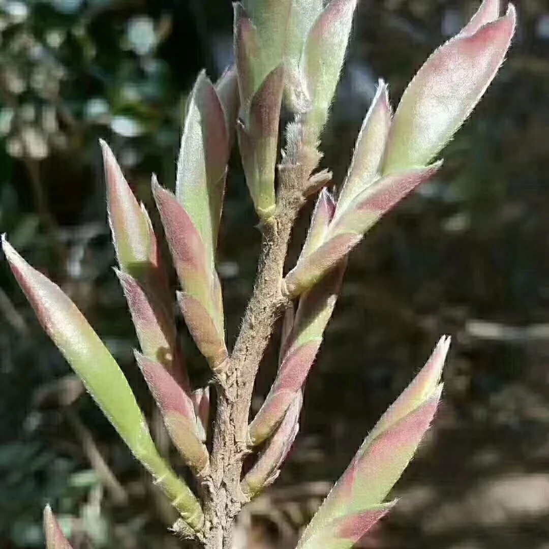 2015年云南野生白芽苞茶古树芽孢大雪山白芽苞生茶普洱茶散茶