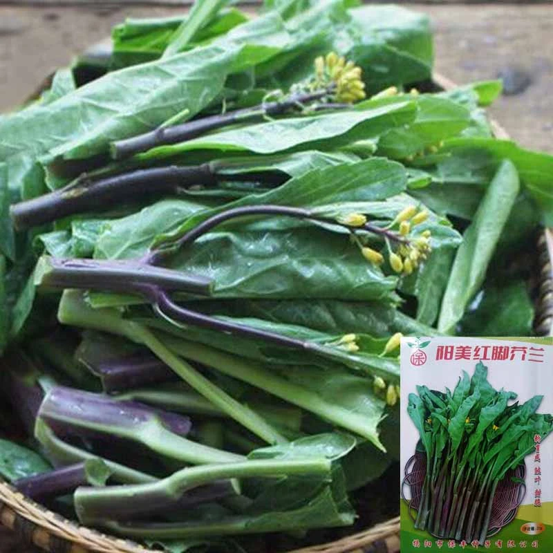红脚芥兰种子 芥蓝菜四季可播 甜脆皱叶 高产芽率高 20克