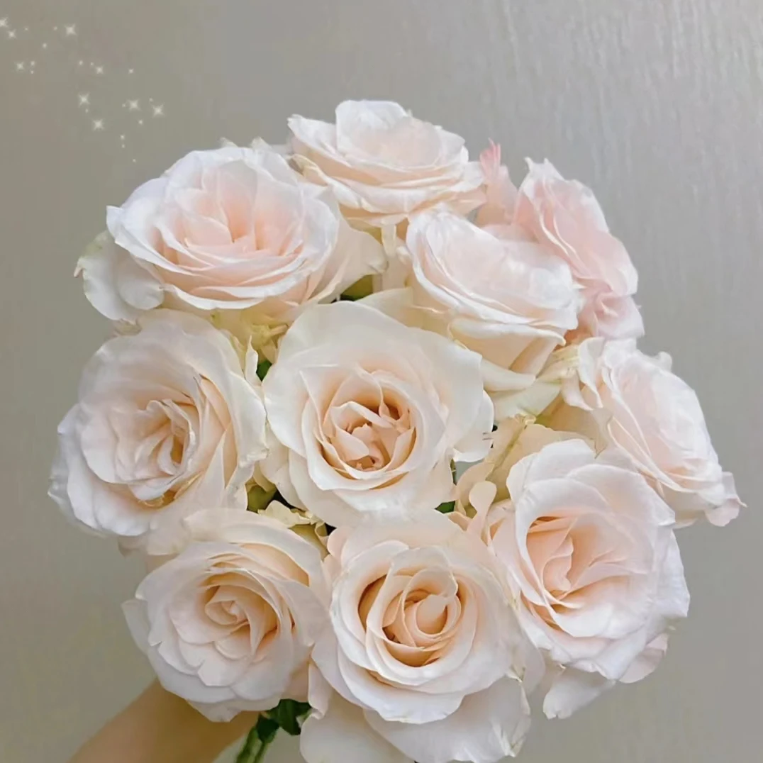 辛西娅 玫瑰花 顺丰包邮 生日礼物 云南鲜花批发 基地花材批发