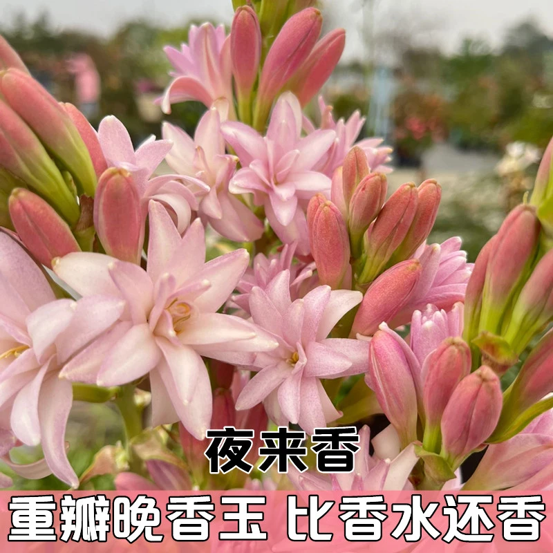 重瓣晚香玉种球浓香型夜来香种球阳台庭院室外花卉植物多年生花根