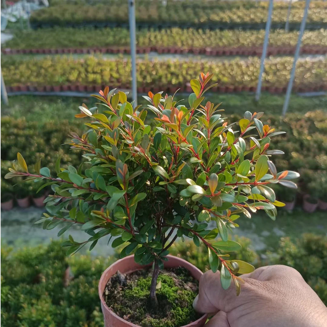 小叶赤楠盆栽优雅动人好养易活室内绿植