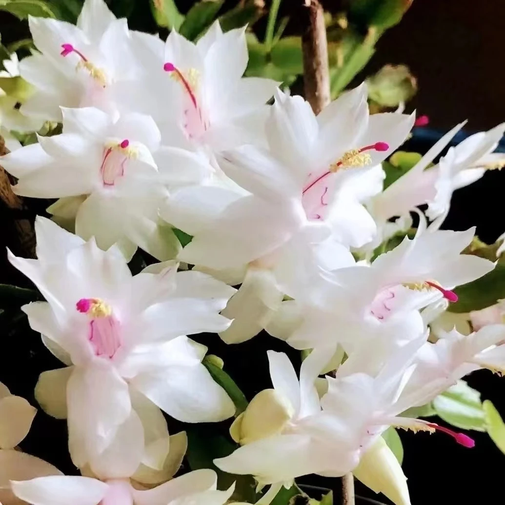 白色蟹爪兰带花苞发货好养活小盆【4-6颗】