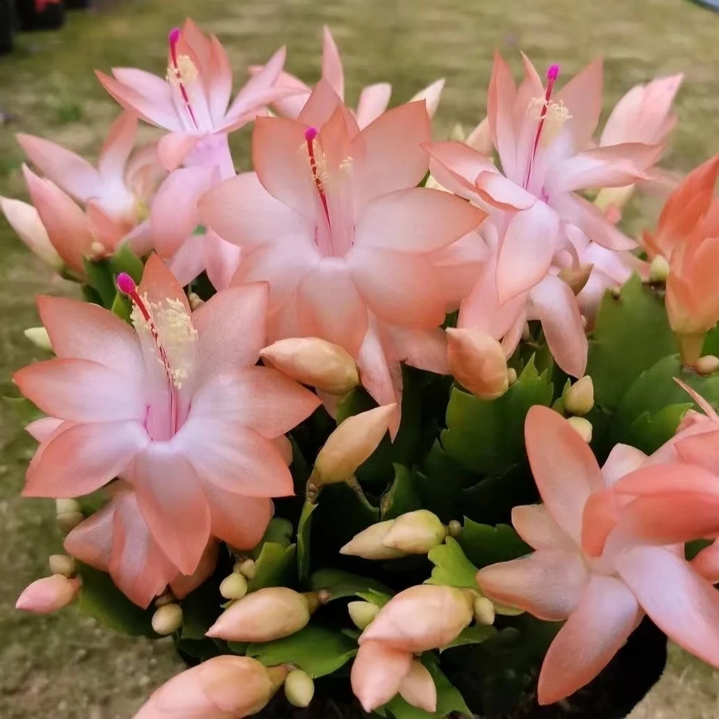 海槟舞者蟹爪兰老桩带花苞好养易活室内阳台花卉