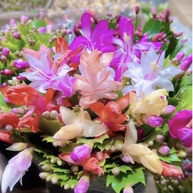 【精品】多色蟹爪兰带花苞发货大苗花卉多肉好植物室内盆栽四季开花