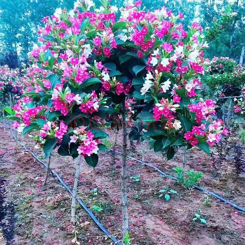 五彩锦带花叶锦带金叶锦带耐寒盆栽鲜花灌木