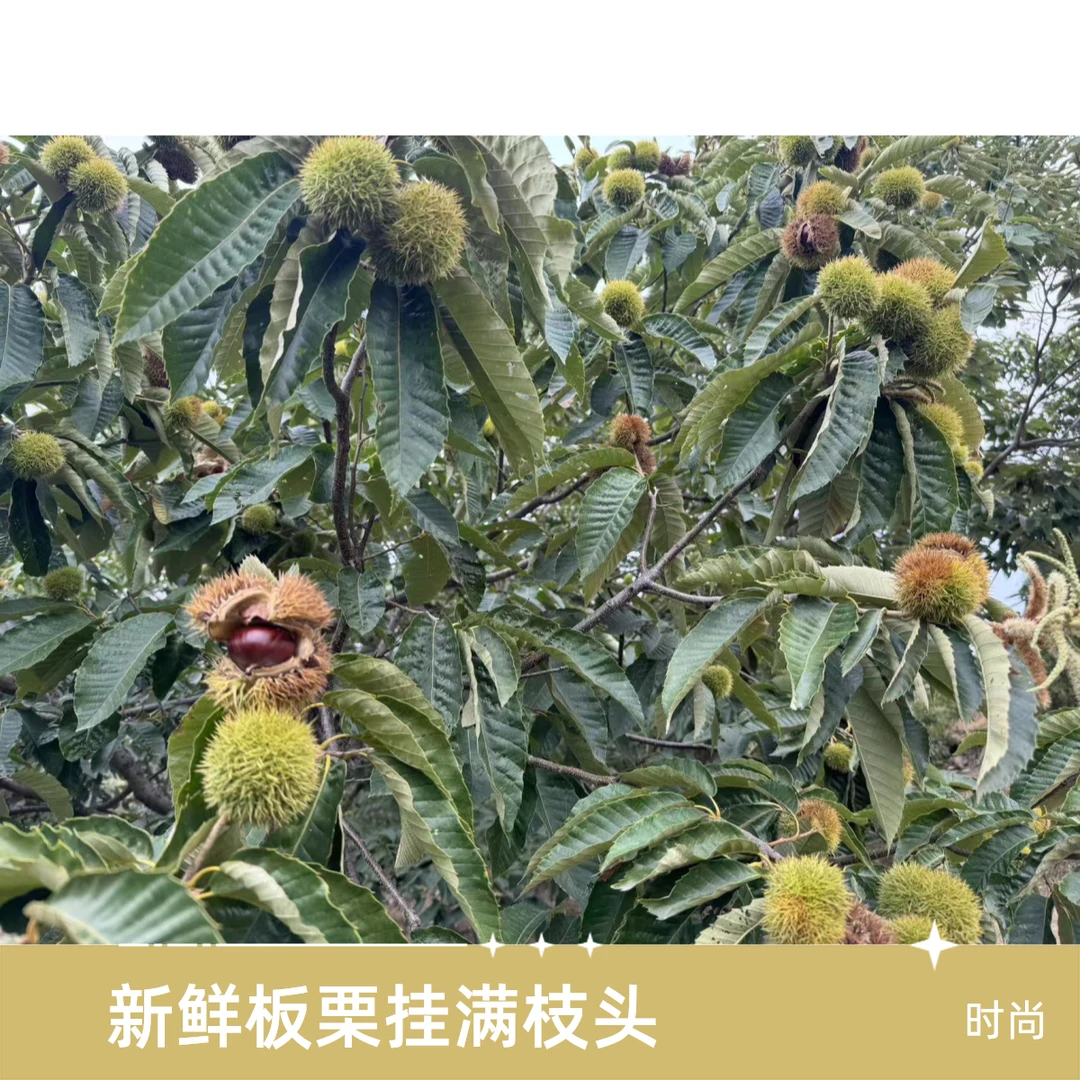 大山里的油栗 甘甜软糯
