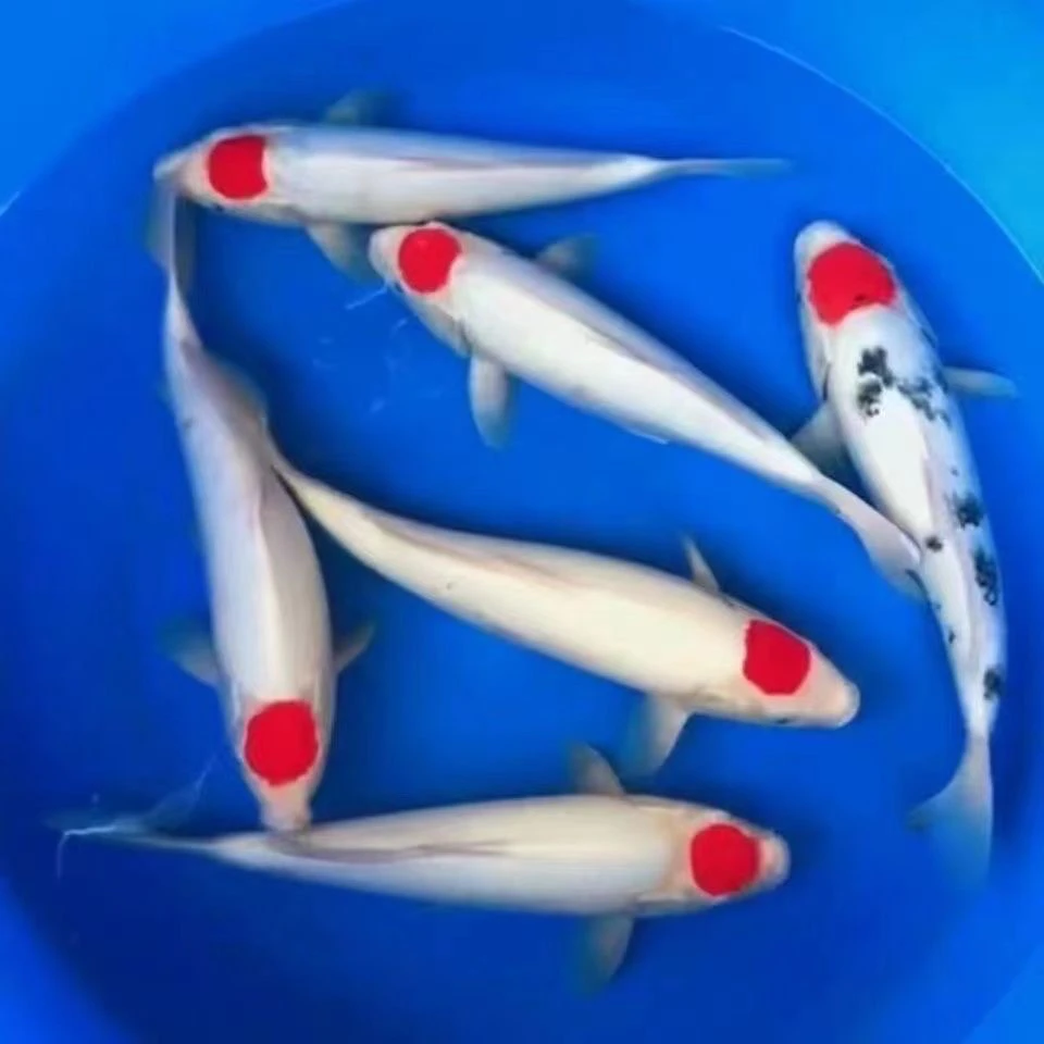 单顶丹昭单顶孔雀精品鱼苗锦鲤鱼苗锦鲤观赏鱼单顶墨衣单顶三色