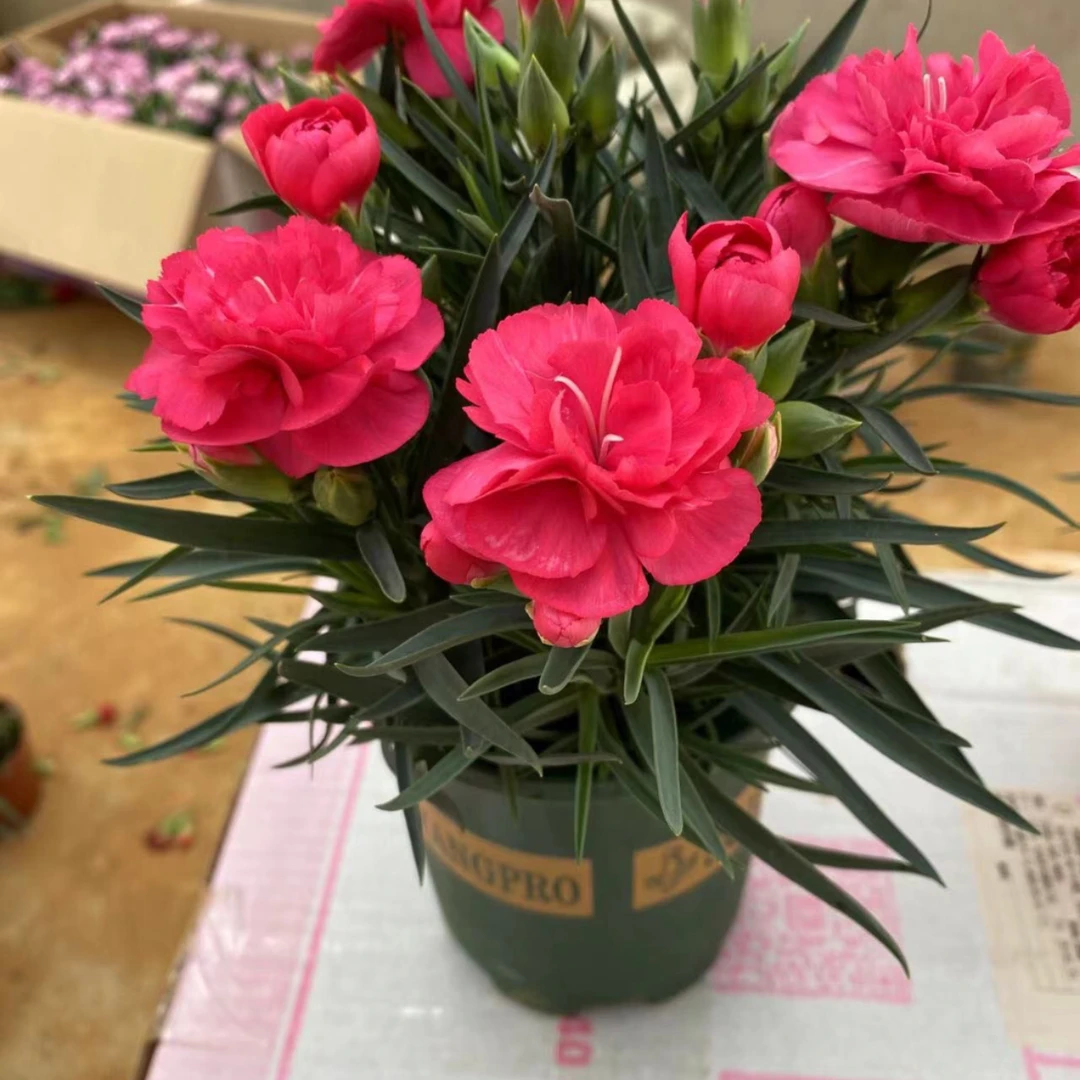 康乃馨鲜花盆栽四季开花带花苞石竹花苗室内阳台庭院重瓣花卉好养