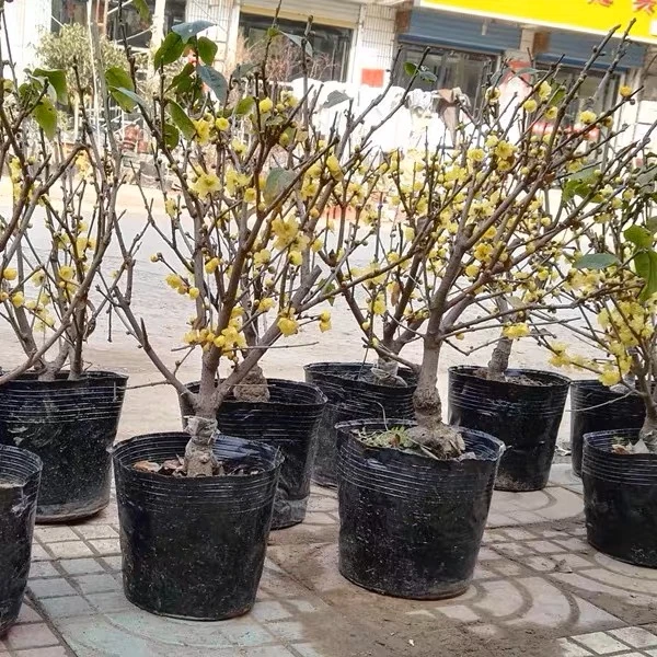 浓香型素心腊梅花树苗，腊梅花苗室内盆栽盆景素心老桩花卉植物庭