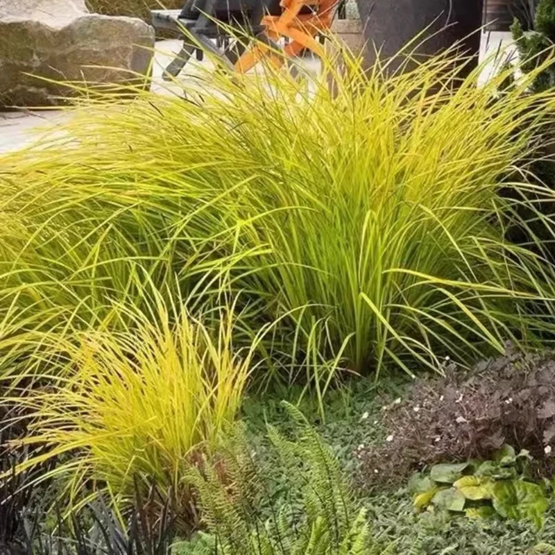 金叶石菖蒲多年生常绿宿根观叶植物地被观赏草盆栽苗湿地绿化工程