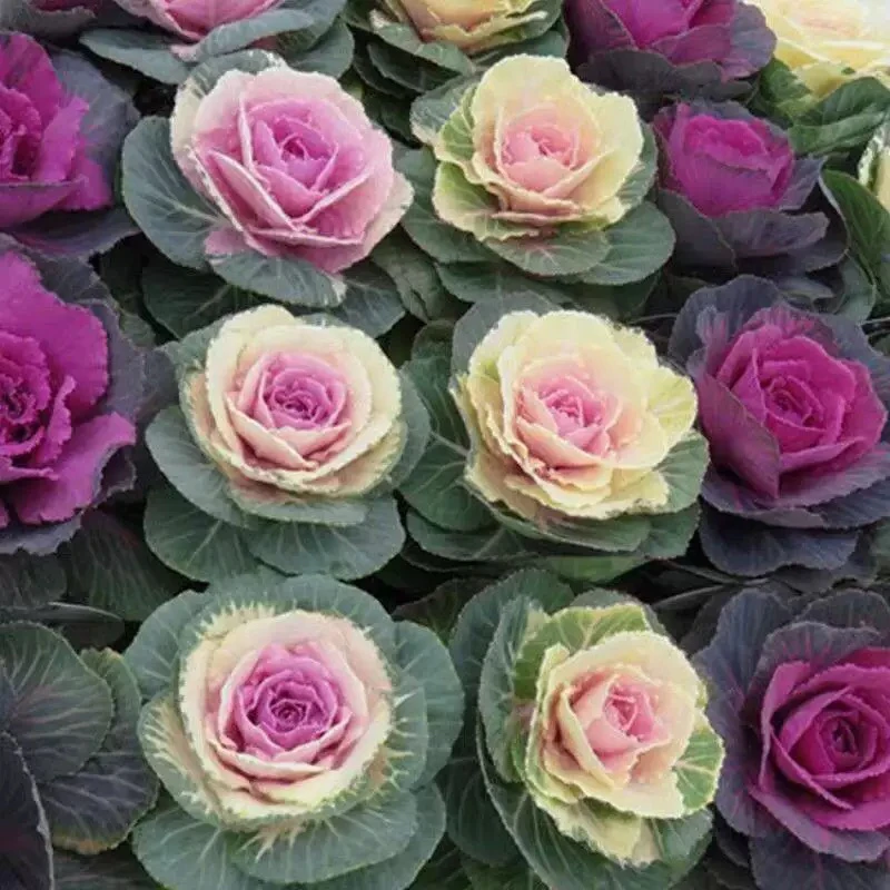 羽衣甘蓝花苗盆栽观赏绿化花园庭院阳台花卉彩色观叶植物冬季耐寒