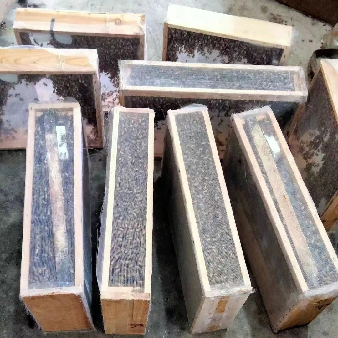 合群用（带王）中华蜂中蜂土蜜蜂活体养殖笼蜂种蜂强蜂