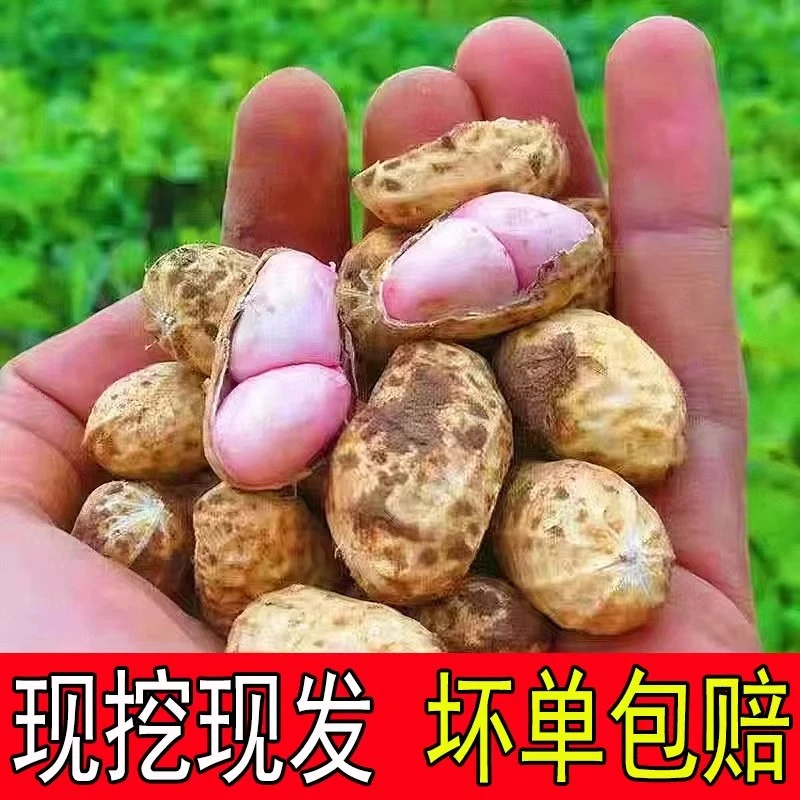 2024年新鲜带壳湿花生现挖带泥嫩花生粉白米鲜花生四粒红米小花生