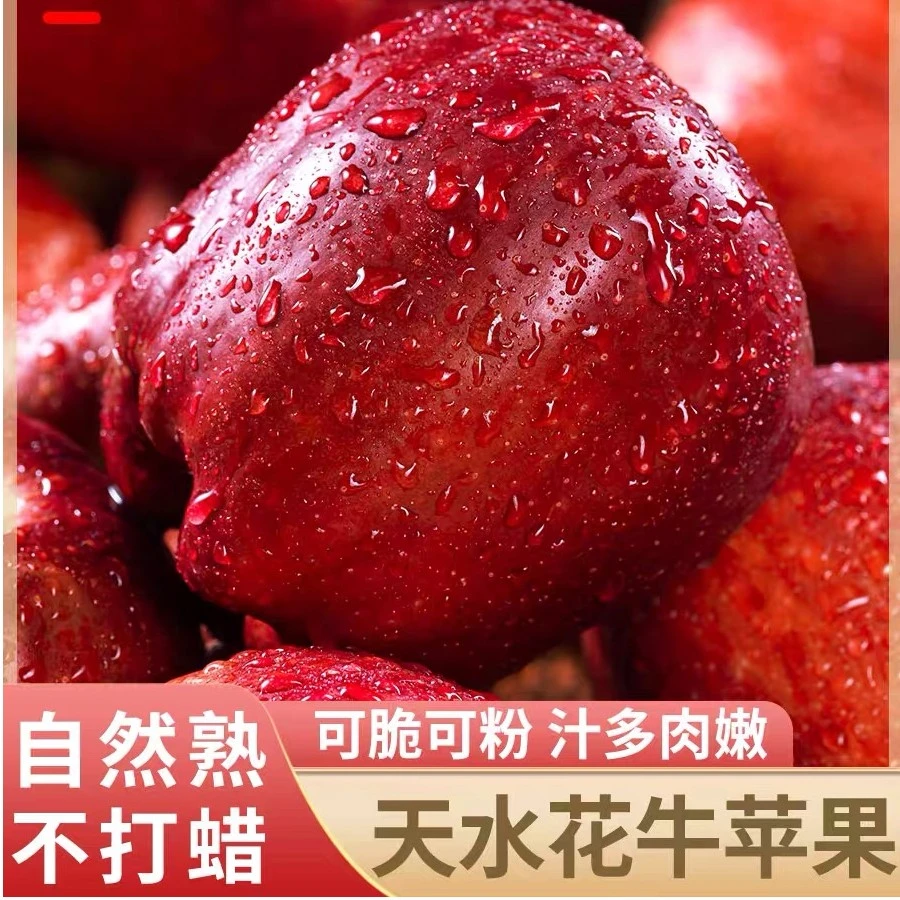 正宗天水花牛苹果新鲜水果放久粉面香甜一果两吃5斤