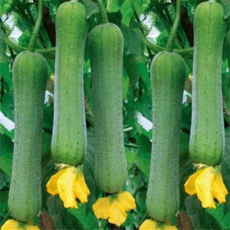 丝瓜种子早熟长丝瓜籽四季播种成活产量高庭院盆栽花卉植物