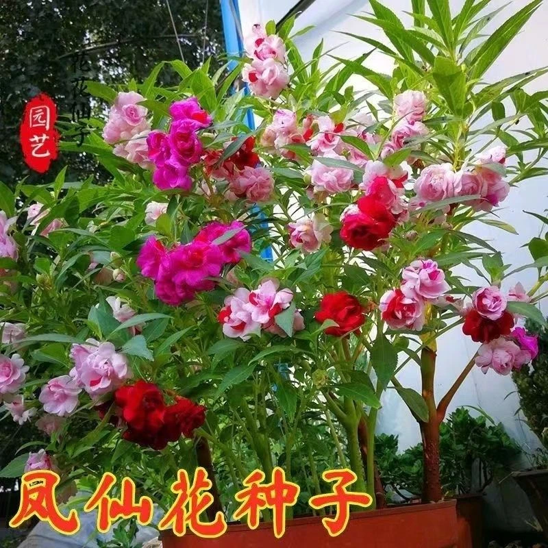 重瓣凤仙花种籽室外花种籽子四季播种开花指甲花籽盆栽庭院花种子