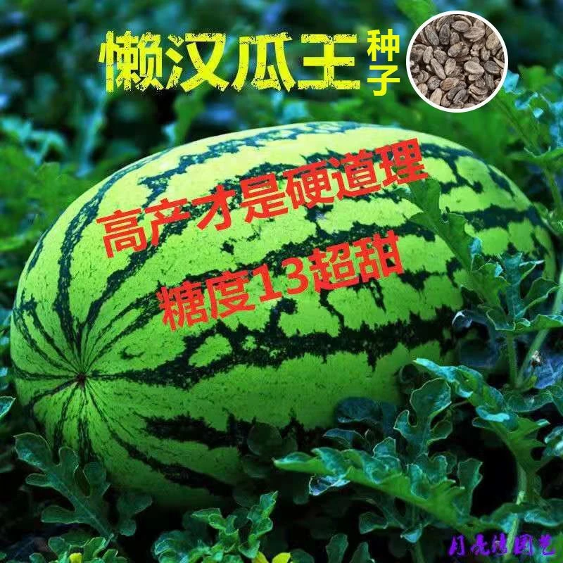 懒汉瓜王西瓜种子甜早熟四季播种少籽大水果西瓜籽
