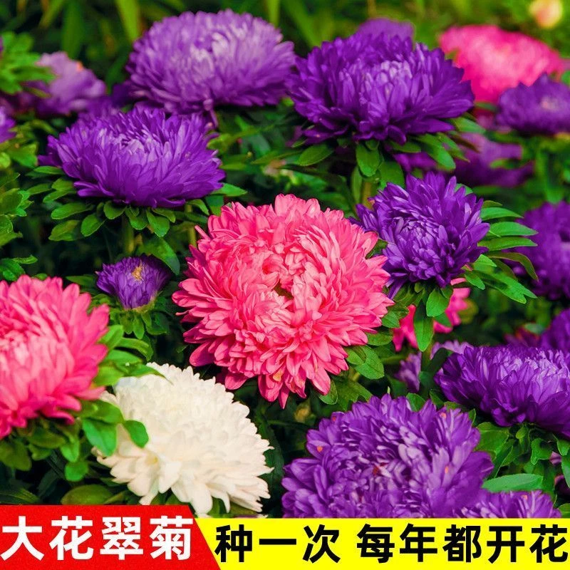 矮翠菊种子大花好养的花种籽庭院花籽易活花种籽四季开花室外花种