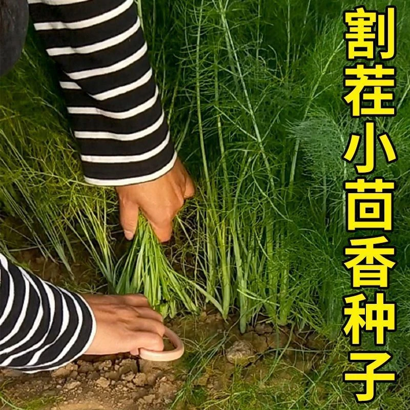割茬茴香种子春季秋季多次采收小茴香种子四季种蔬菜种子庭院