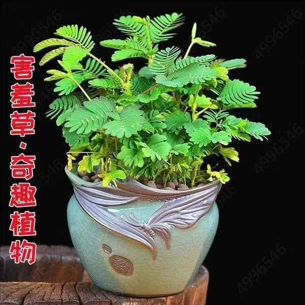 含羞草种子盆栽红色彩虹含羞草籽种四季种阳台庭院花卉种籽